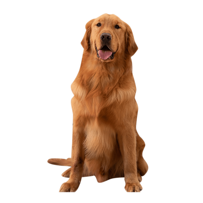 dog image